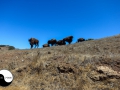 catalina_img_3341