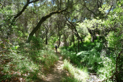 Chiquito Trail