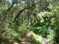 Chiquito Trail