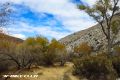Palm Canyon
