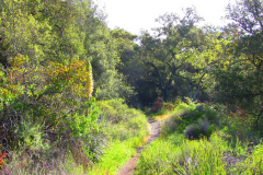 Trabuco Canyon