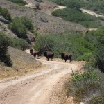 buffalo-middle-island-road