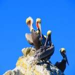 sea-birds-catalina