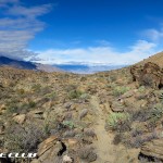 Palm-Canyon