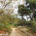 Whiting-Ranch-to-the-Luge